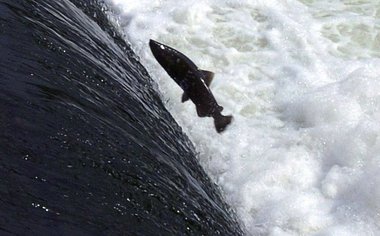 Jumping the dam at 4th St. on the Grand River