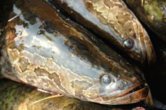 Snakehead a.ka. Frankefish