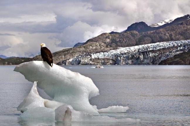 Eagle on Ice at Glacier Bay National Park and Preserve