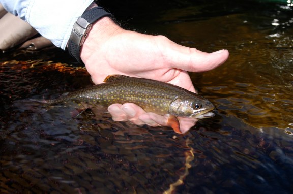 Anglers will be able to keep 10 brook trout on certain streams starting this year. Photo: By Howard Meyerson