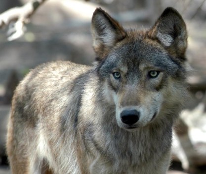Gray wolves now live in every Upper Peninsula county/