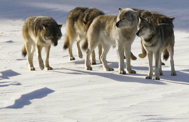Gray Wolf pack