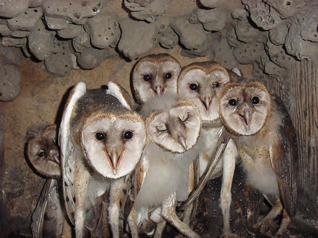Barn Owls