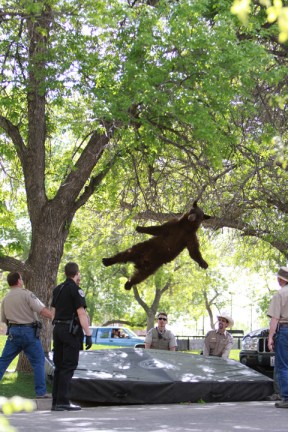 Falling bear killed: Colorado bear removed from University of Colorado-Boulder campus is dead - chicagotribune.com