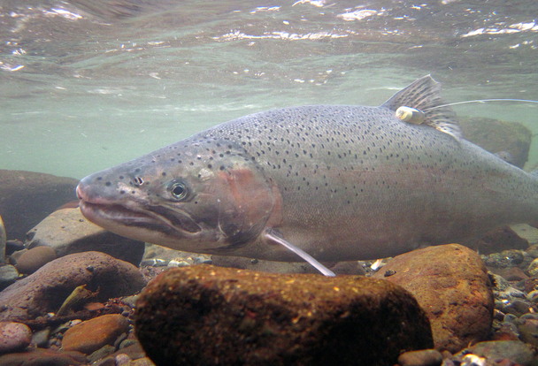 Steelhead spawning in the Elwha | Field Notes | The Seattle Times