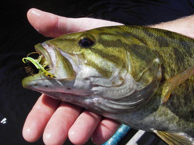 Smallmouth bass minimum size limits were increased for Master Angler program entry.Photo by Howard Meyerson