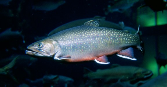 Brook Trout - Source US Fish and Wildlife Service