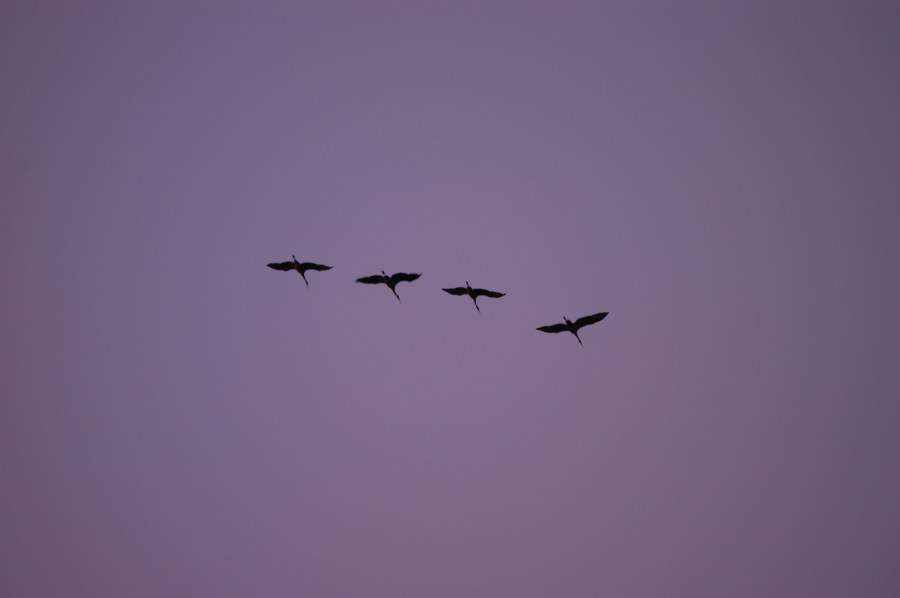 Against a purple sky