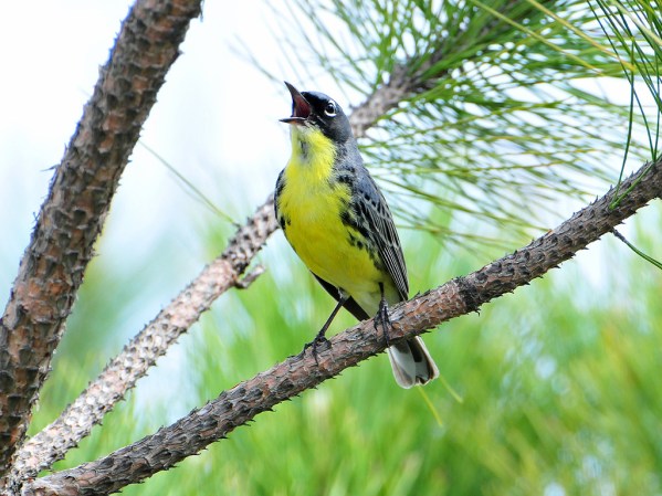 Kirtland's Warblers are at their all-time high in Michigan. Photo: U.S. Fish & Wildlife Service.