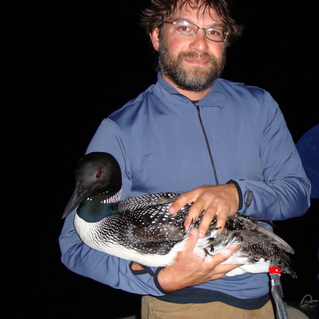 Michigan’s oldest banded loon dies from avian botulism | The Outdoor ...