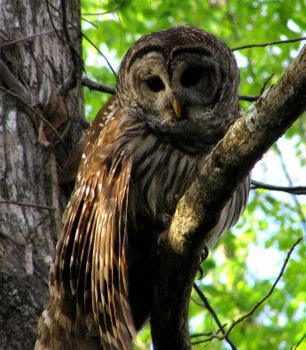 Barred owls are among the birds that will benefit from collaborative funding of grassland restoration in the Huron-Manistee National Forest. Photo:  Wikimedia Commons