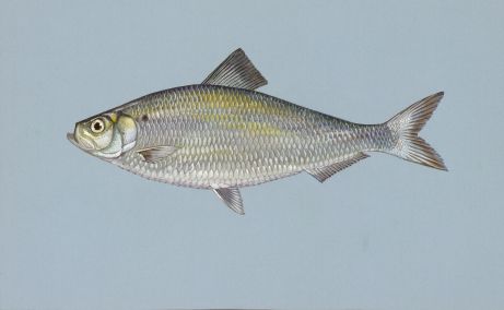 Alewives, the primary forage for Chinook salmon in Lake Michigan are again at an all-time low. Illustration: USFWS
