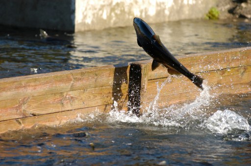 A Chinook salmon in the retention ponds at the Little Manistee River egg take facility operated by the Michigan Department of Natural Resources. Photo by Howard Meyerson 