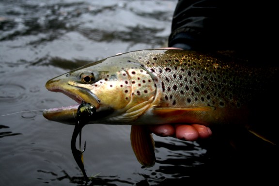 Big brown trout lay in hiding on the lower AuSable River.