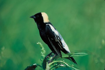 Bobolinks began nesting successfully when hayfield mowing was delayed. Photo: US Fish & Wildlife Service.