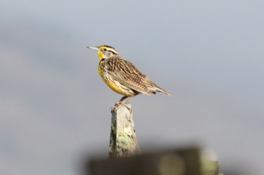 Life for Meadlowlarks also improved when mowing was delayed until after nesting season. Photo: Dominic Sherony, Wikimedia Commons