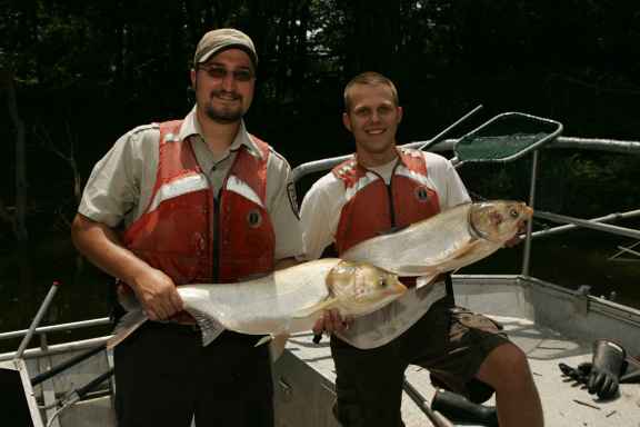 Where you find there DNA you may not find Asian Carp. Photo: US Fish & Wildlife Service.