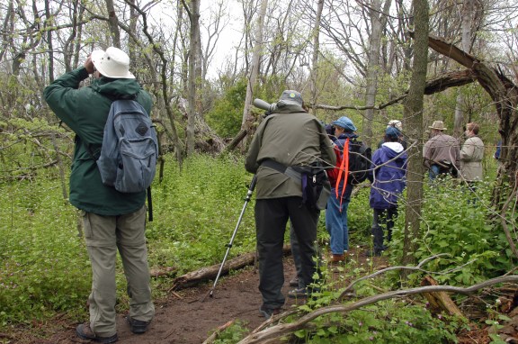 Birdwatchers spread out on the boardwalk at Point Pelee National Park in Leamington Ont. Photo: Howard Meyerson