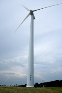 Wind turbine operators can now get permits to collect the dead birds and bats that are killed by wind turbines. Photo: Wikimedia Commons
