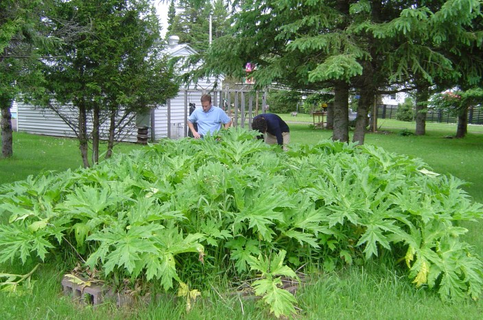 Brian Kooper of the USDA and Matt Bushman study a patch of hogweed found in a backyard planter in Wakefield in 2004. Photo: USDA