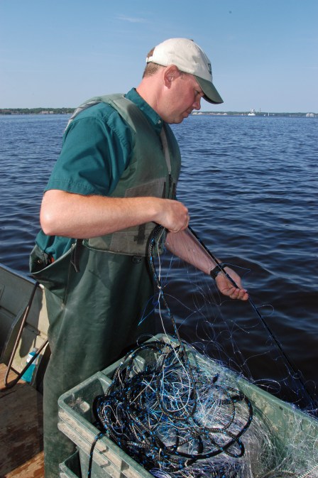 DNR biologist and sturgeon researcher Kregg Smith pulls in a net on Muskegon Lake. Photo: Howard Meyerson