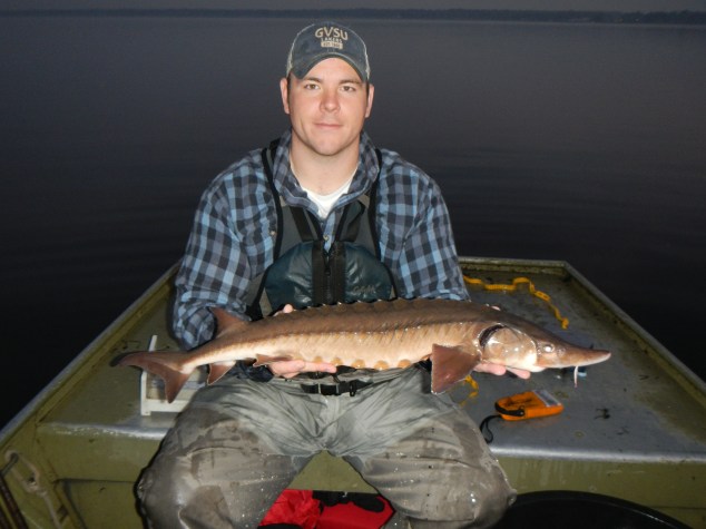 Grand Valley State University grad student, Brandon Harris holds up a Muskegon Lake sturgeon that was netted as part of the research being conducted to determine the size of the population there. Photo: Brandon Harris