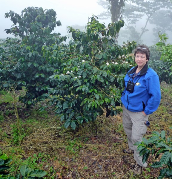 Julie Craves among the coffee plants in Nicaragua at El Jaguar, a farm/bird reserve. Photo: Darrin O'Brien