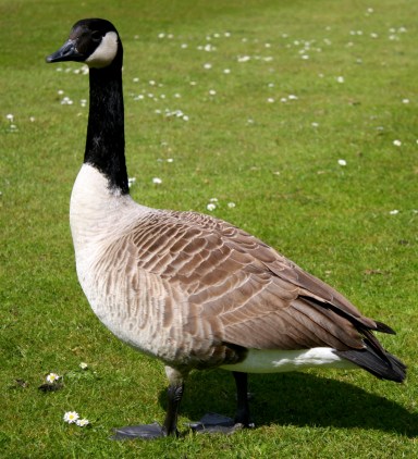 Early goose hunting season would open September 1 as usual.  Photo: Wikimedia Commons