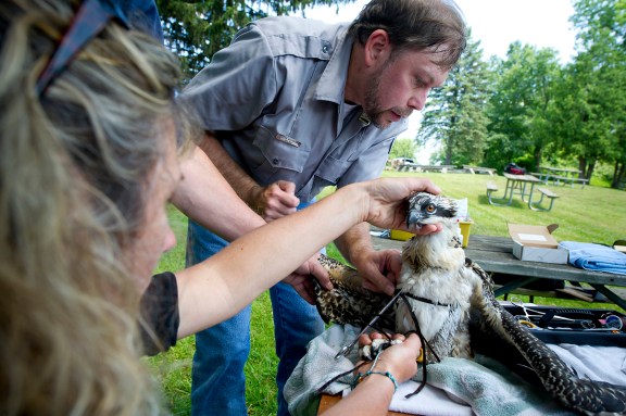 USDA research biologist Brian Washburn is assisted by DNR biologist Julie Oaks in fitting a male Osprey with a GPS transmitter at Kensington Metro Park. Photo: MDNR