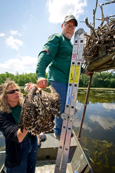 DNR biologist Julie Oaks hands off a transmittered to to be placed back in the nest to DNR technician Jim Pulling. Photo: MDNR