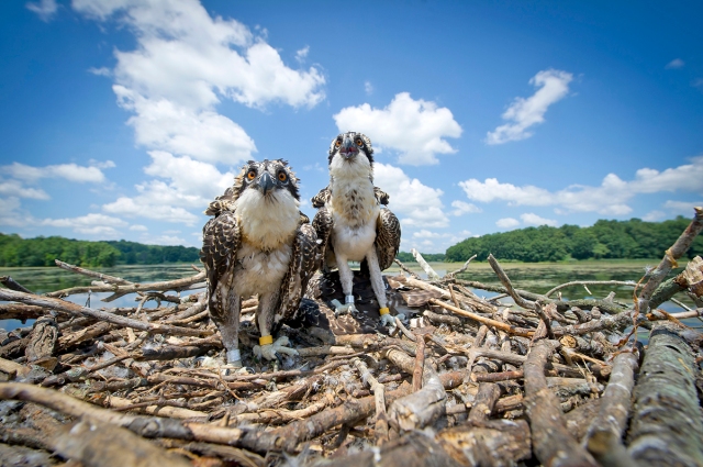 Young osprey in a nest at Kensington Metro Park. The bird on the left has been fitted with a solar powered GPS transmitter.  Photo: MDNR