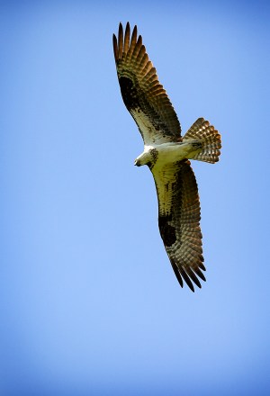 Adult Osprey.