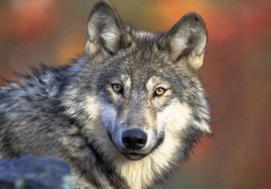 Michigan wolf hunt: With licenses set to go on sale this Saturday, opponents continue to cry foul | MLive.com