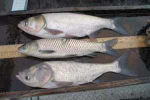 Silver, Grass and Bighead Carp compared. Photo: US Fish & Wildlife Service.