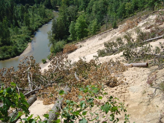 Cut trees have been positioned on this popular Pine River sand slide to reduce erosion and use by people who like to climb it and slide down. Photo: Manistee National Forest 