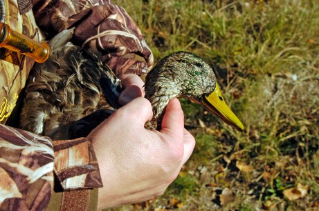 Michigan mallard counts are down by 20 percent from the long-term average. Photo: Howard Meyerson