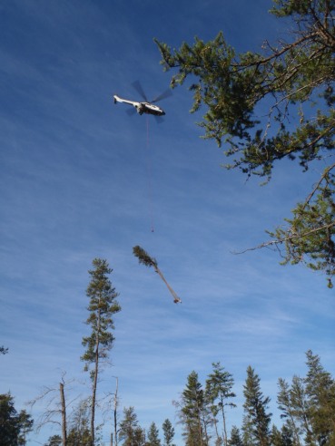 A helicopter was used to move trees from state land to the AuSable River to create fish structure. Photo: Michigan DNR.