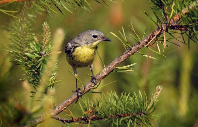 Conservation officials are considering taking the Kirtland's Warbler off the federal Endangered Species List. Photo: Courtesy Michigan DNR