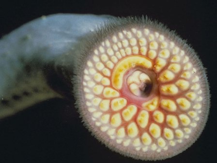 Sea lamprey continue to be a challenge on Lake Erie and Huron, but have declined on other Great Lakes. Photo: US Fish and Wildlife Service