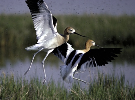 Hickman spotted American Avocets on August 20, 2009 after visiting Au Train Beach for 34 days. Photo: U.S. Fish & Wildlife Service.