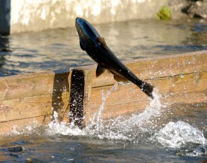 A chinook salmon leaps from one raceway to another at the Little Manistee River wier where eggs are collected. Photo: Howard Meyerson
