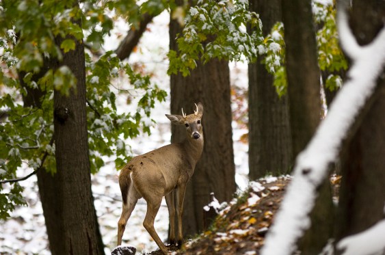 This deer would not be a legal kill where antler point restrictions are in place. Photo: Dave Kenyon, Michigan DNR.