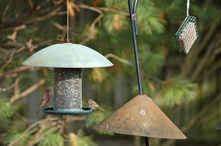 A house finch and sparrow feed on a seed mix in the backyard. Photo: Howard Meyerson