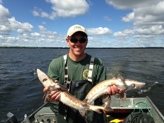 Michigan DNR fisheries staffer, Crhis Schelb, holds up two small sturgeon netted in Black Lake in August 2013. Photo courtesy MDNR.