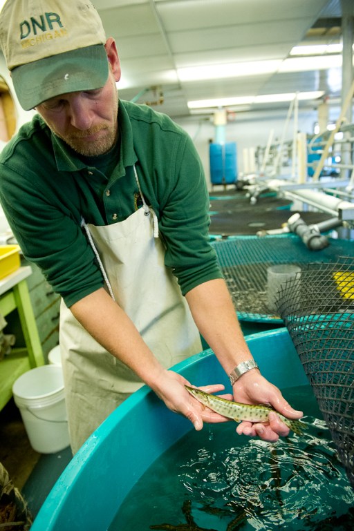 "PIT" tagging future Great Lakes Musky broodstock at Wolf Lake State Fish Hatchery. Photo: Dave Kenyon, MDNR.