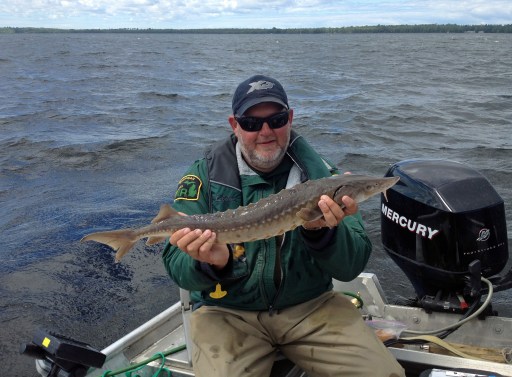 DNR fisheries staffer, Pat Van Daele holds up a young sturgeon netted in Black Lake. Photo courtesy: MDNR
