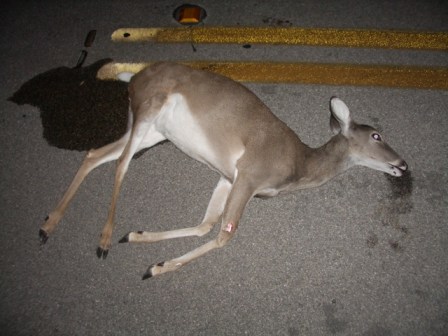 Taking roadkill home would not require a state salvage permit if new legislation is passed. Photo: Wikimedia Commons.
