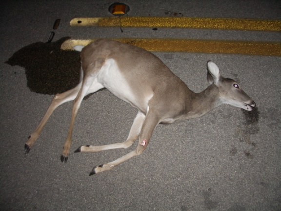 Taking roadkill home would not require a state salvage permit if new legislation is passed. Photo: Wikimedia Commons.