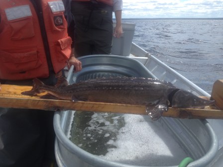 A Black Lake sturgeon being measured on a measuring board. Photo: Courtesy MDNR