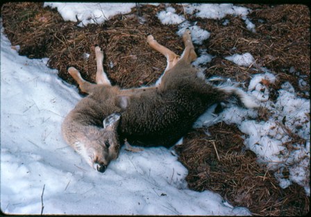 Deep snows in the Upper Peninsula are likely to result in considerable deer mortality this year. Photo: Michigan DNR